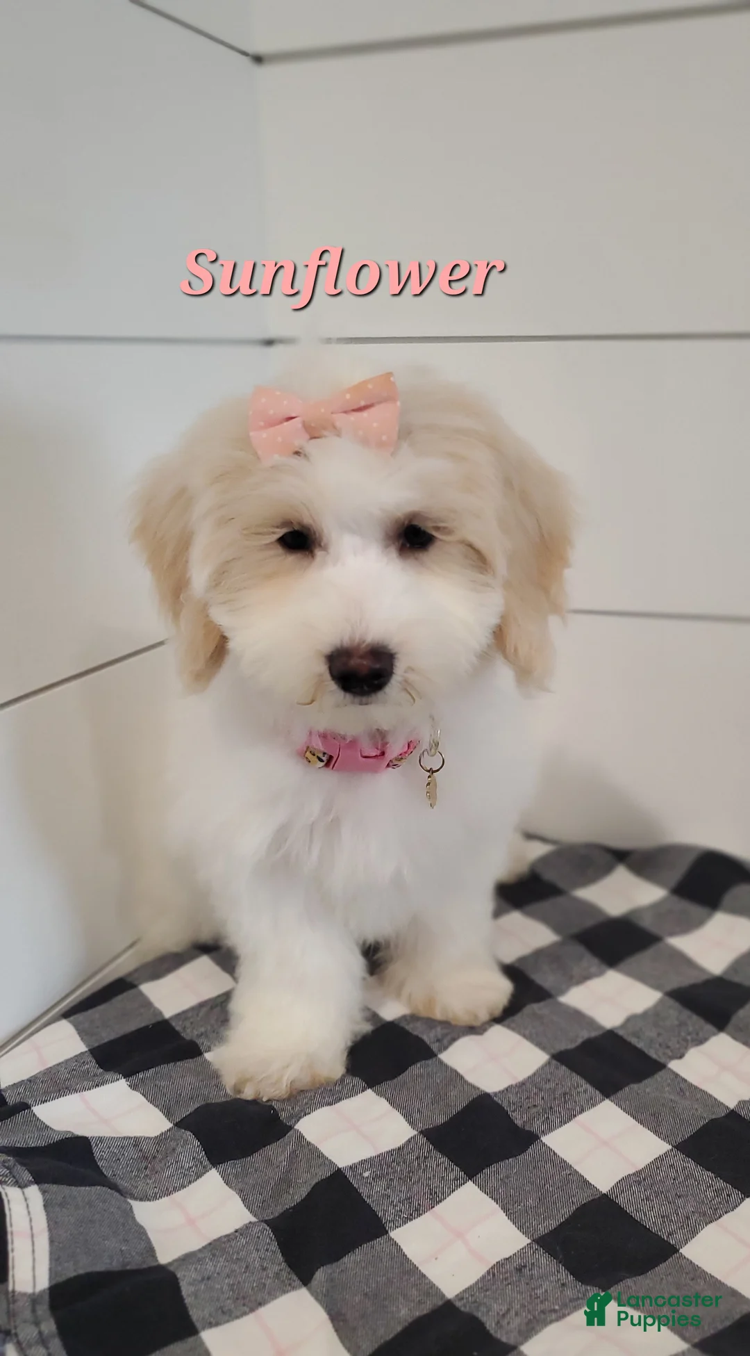 Mixed Breed dogs for sale: Sunflower  - Ad 1