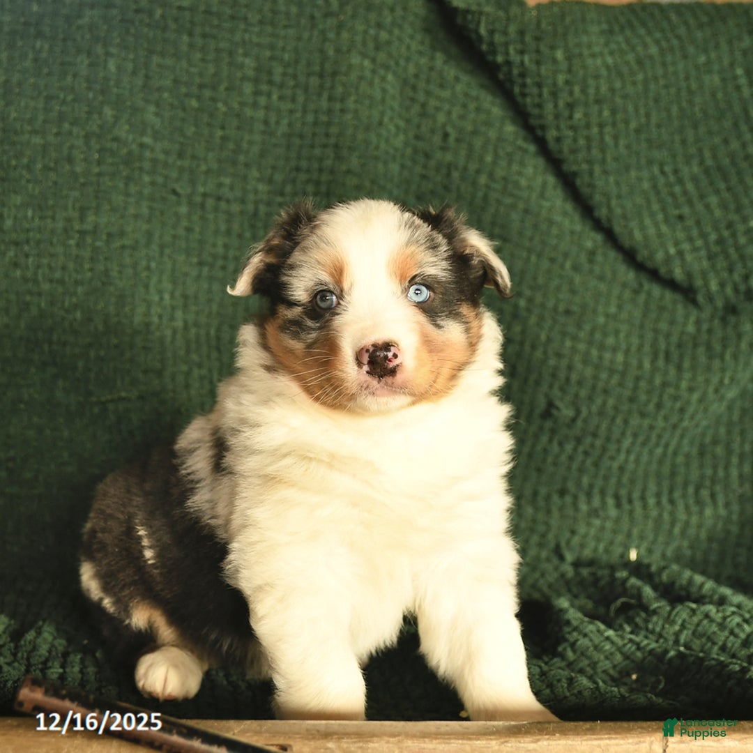 Australian Shepherd dogs for sale: Dixon  - Ad 2