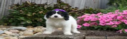 Cavapoo dogs for sale: Priscilla🌸 - Ad 19
