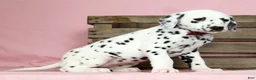 Dalmatian dogs for sale: Hailey - Ad 3