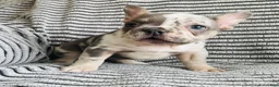 French Bulldog dogs for sale: Amber  - Ad 2