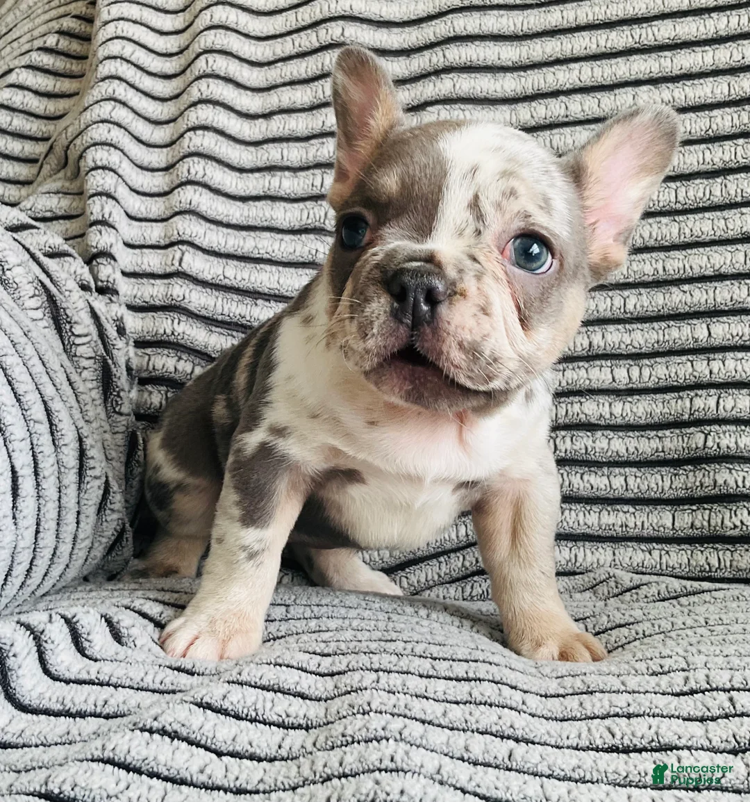 French Bulldog dogs for sale: Amber  - Ad 2