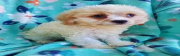 Cavachon dogs for sale: Axel - Ad 5