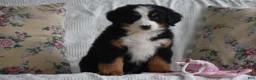 Bernese Mountain Dog dogs for sale: Clover - Ad 6