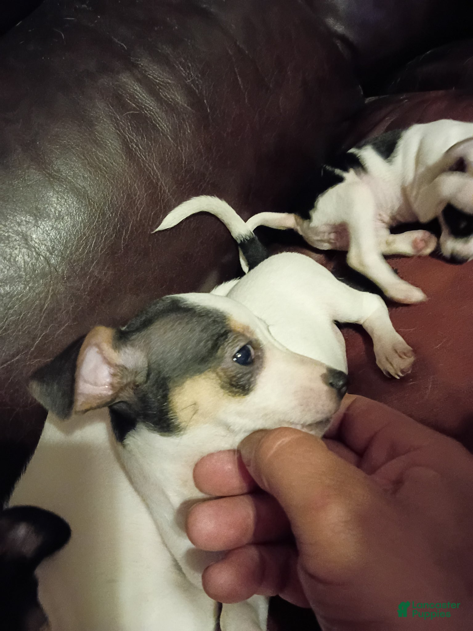 Jack Chi dogs Jack Chi Puppy 1 - Ad 6
