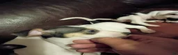 Jack Chi dogs for sale: Jack Chi Puppy 1 - Ad 1