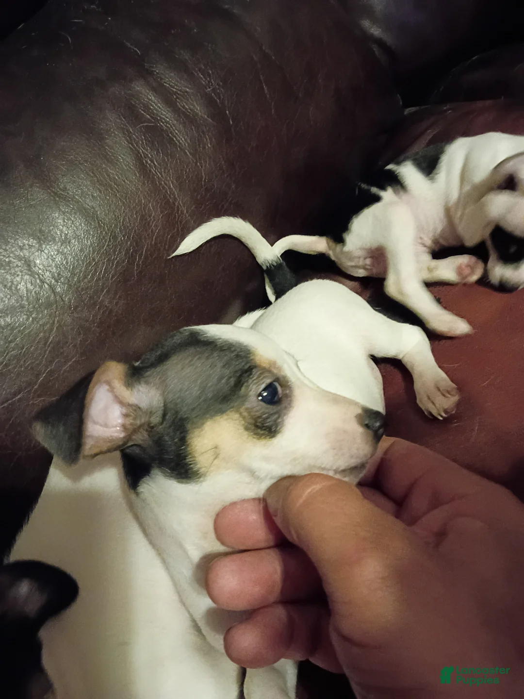 Jack Chi dogs for sale: Jack Chi Puppy 1 - Ad 1