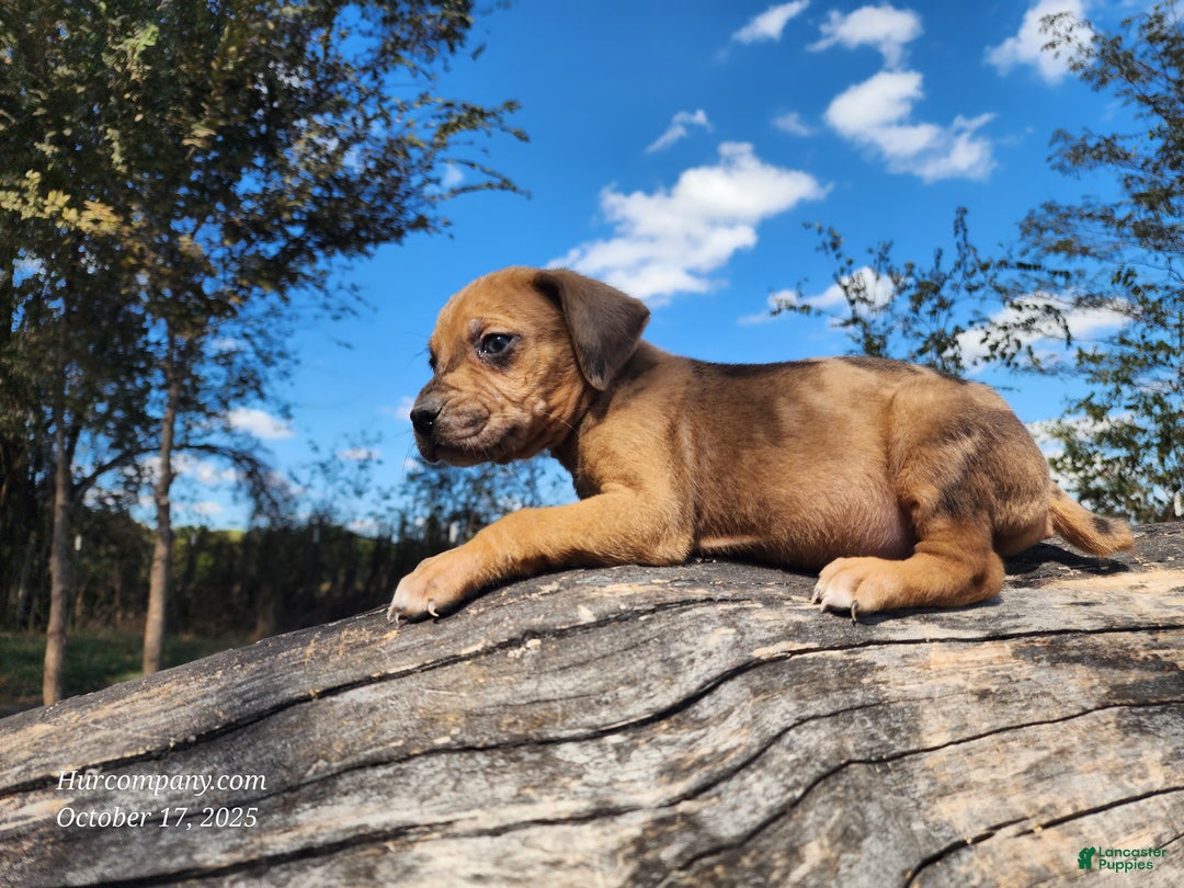 Catahoula Leopard Dog dogs for sale: Houdini 2025 Female 2 - Ad 4