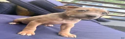Mixed Breed dogs for sale: brownie - Ad 3