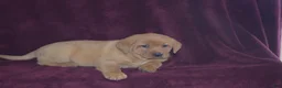 Labrador Retriever dogs for sale: Labrador Retriever Puppy 3 - Ad 2