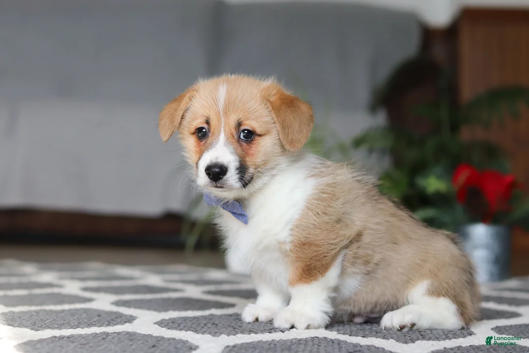 Welsh Corgi Pembroke dogs for sale: Valentine - Ad 2