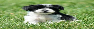 Ringo