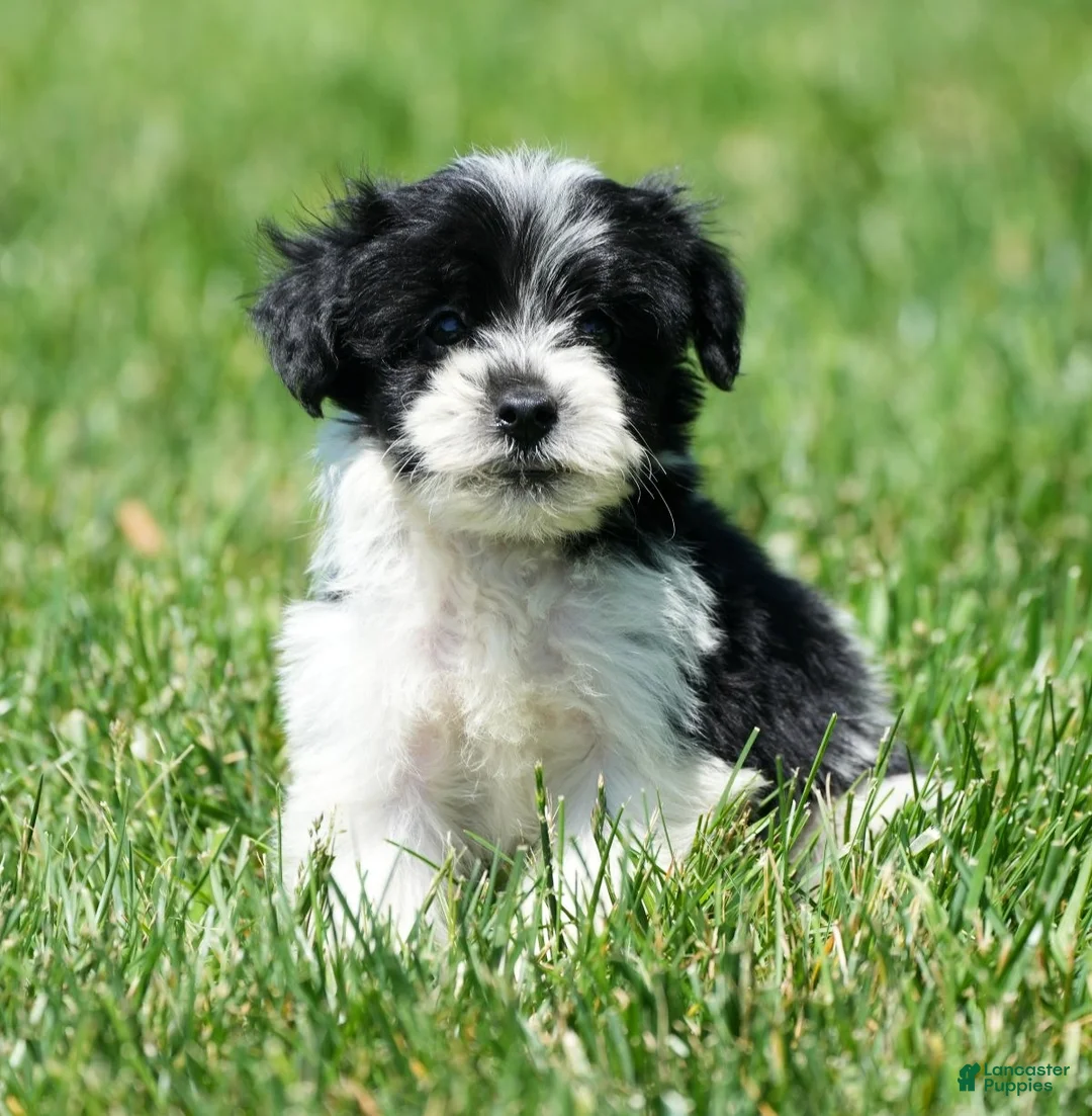 Yorkiepoo dogs for sale: Ringo - Ad 1