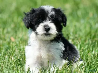 Yorkiepoo dogs for sale: Ringo - Ad 1