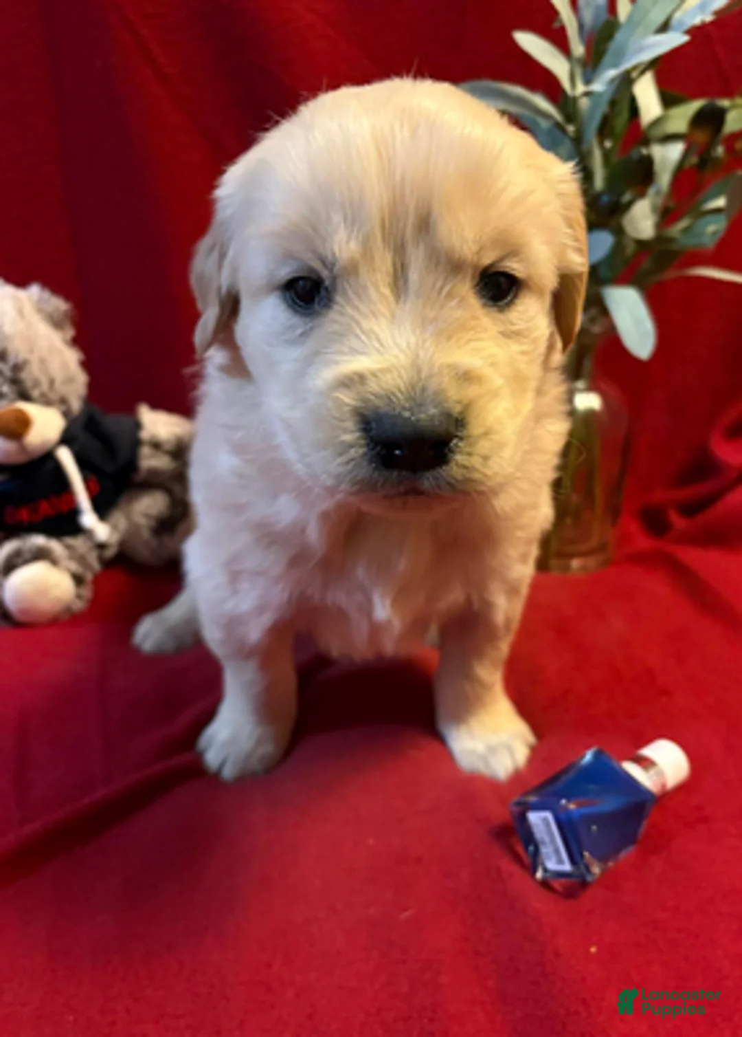 Golden Retriever dogs for sale: Tonka - Ad 2