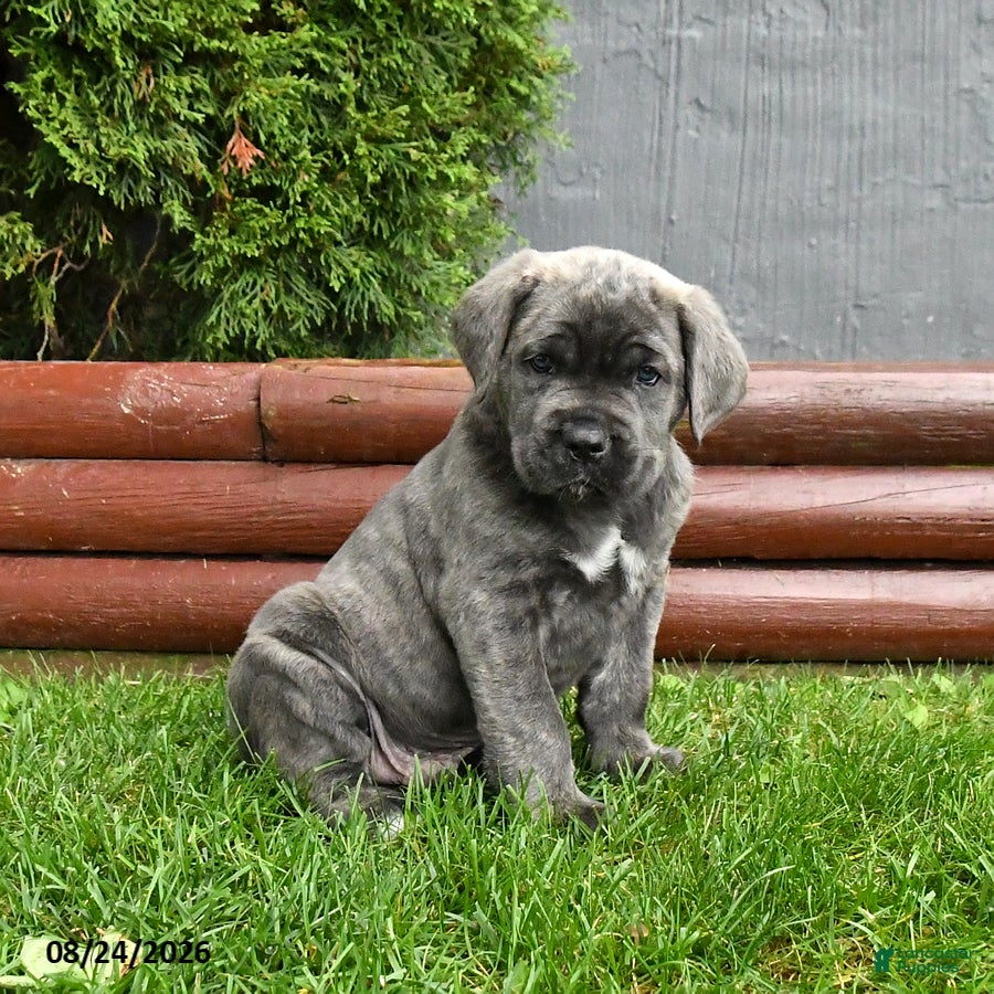 Cane Corso dogs Antler - Ad 2