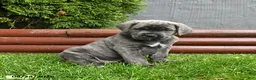 Cane Corso dogs for sale: Antler - Ad 2