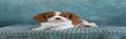 Cavalier King Charles Spaniel dogs for sale: Cleo - Ad 5