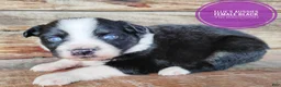 Miniature Australian Shepherd dogs for sale: Skunk - Ad 3