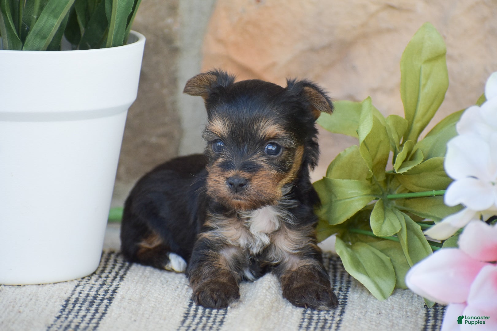 Yorkshire Terrier dogs Rebecca 💕 TEACUP!! - Ad 2
