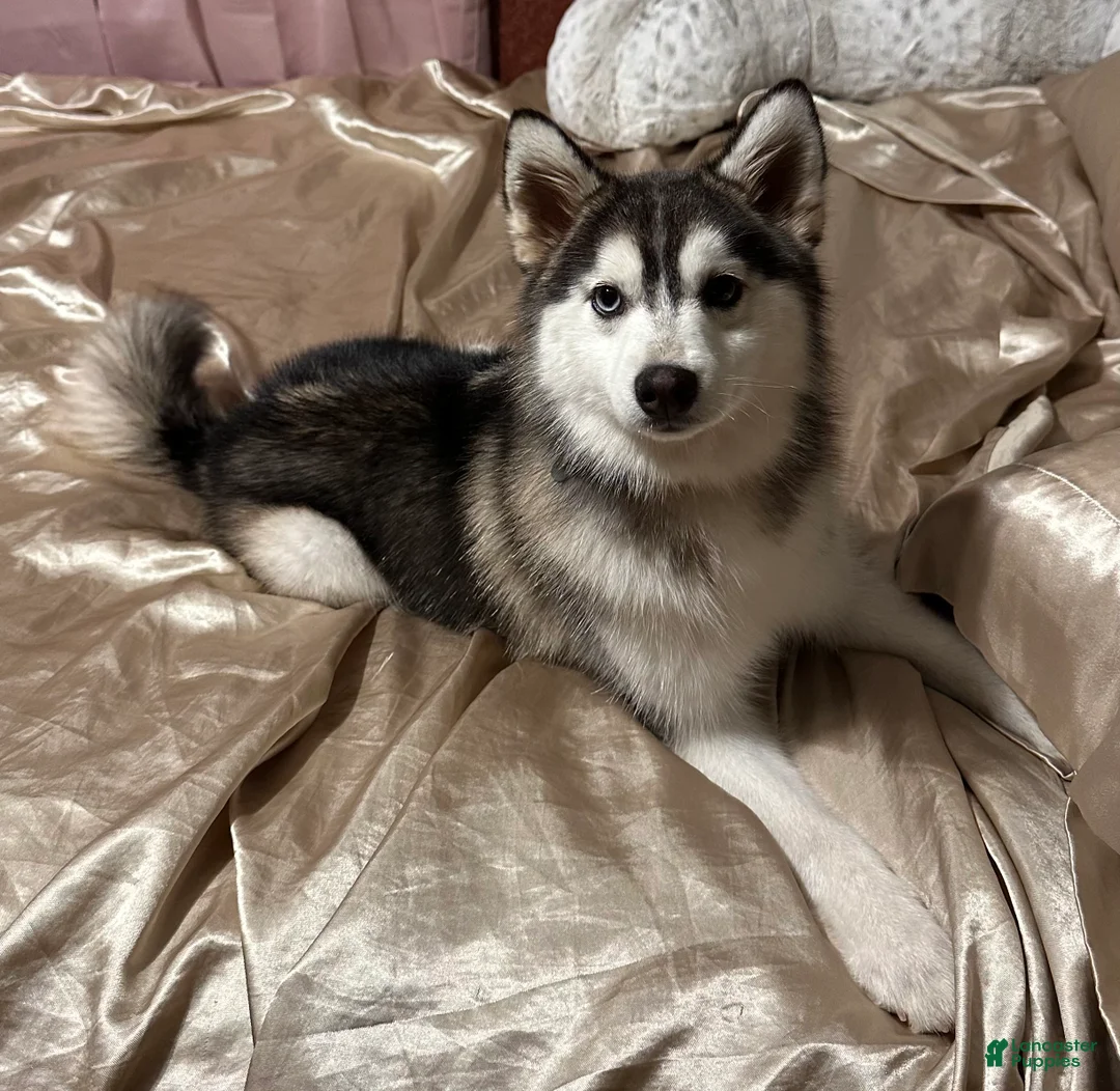 Pomsky dogs for sale: Sev - Ad 5