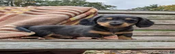 Miniature Dachshund dogs for sale: Autumn - Ad 6
