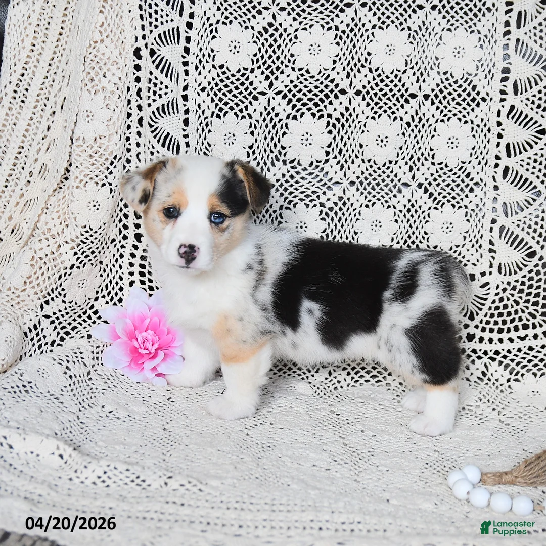 Welsh Corgi Pembroke dogs for sale: Carley - Ad 1