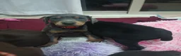 Doberman Pinscher dogs for sale: Bandit  - Ad 2