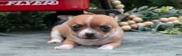 Chihuahua dogs for sale: Haley - Ad 3