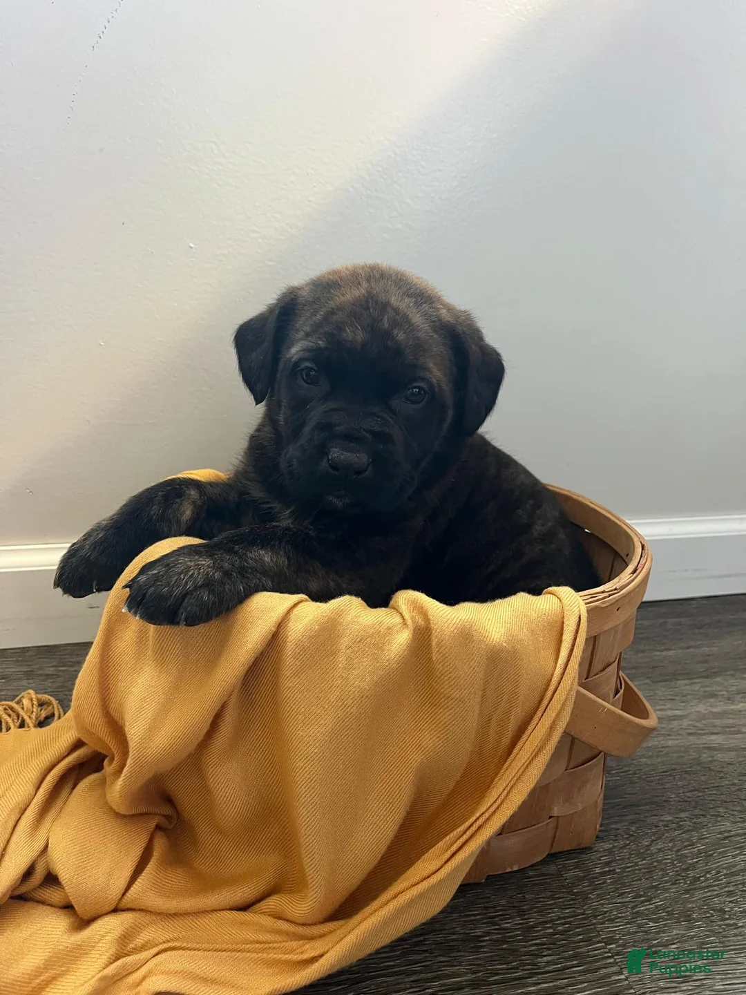 English Mastiff dogs for sale: Huck - Ad 4