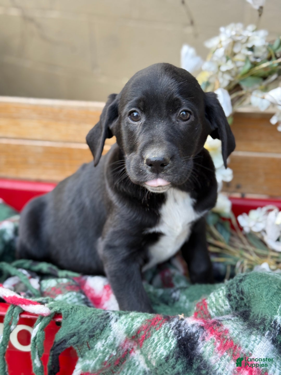 Mixed Breed dogs for sale: Ruffles - Ad 12