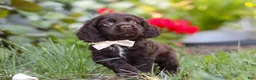 Cocker Spaniel dogs for sale: Denver - Ad 7