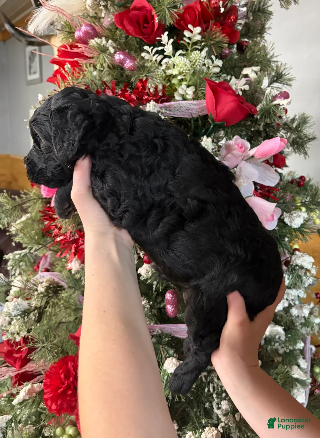 Goldendoodle dogs for sale: Goldendoodle Puppy 3 - Ad 3