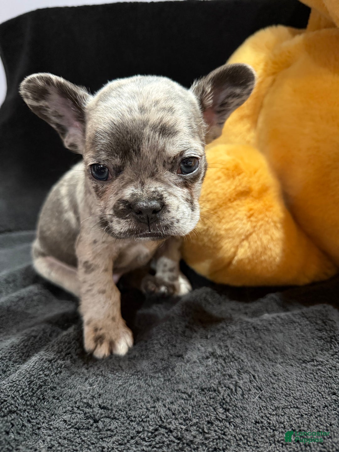 French Bulldog dogs for sale: Earl Gray - Ad 4