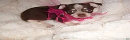 Chihuahua dogs for sale: Chihuahua 6 - Ad 1