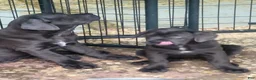 Cane Corso dogs for sale: Cane Corso 4 - Ad 3