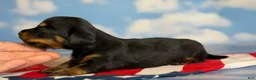 Miniature Dachshund dogs for sale: Akc Poppy LH DNA OFA  - Ad 3