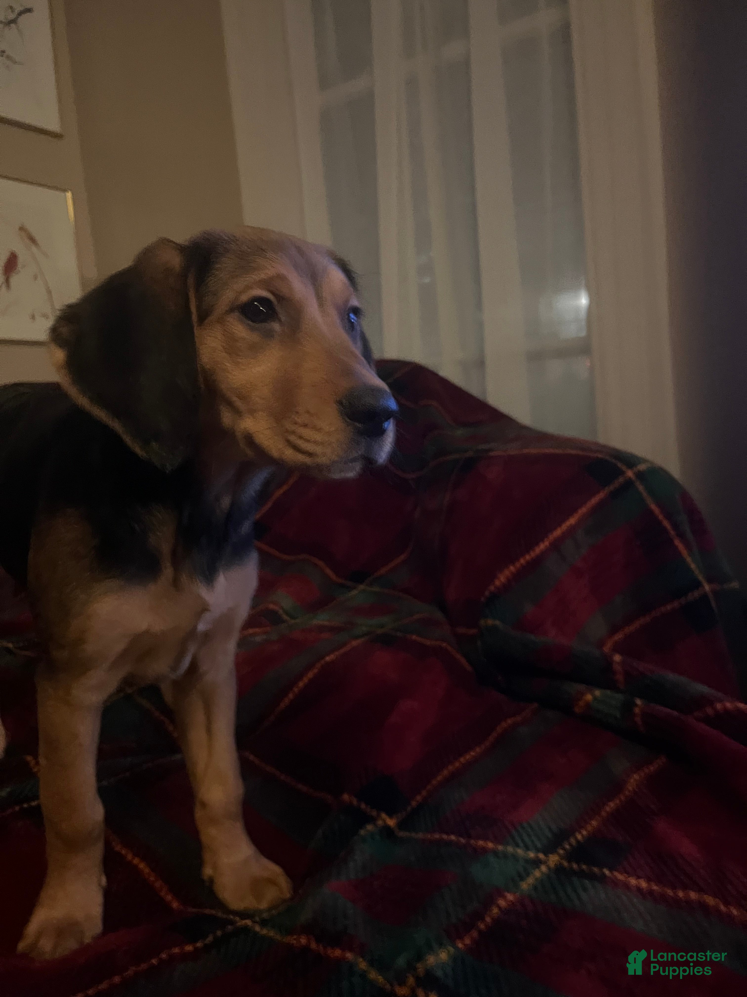 Mixed Breed dogs Holly  - Ad 33