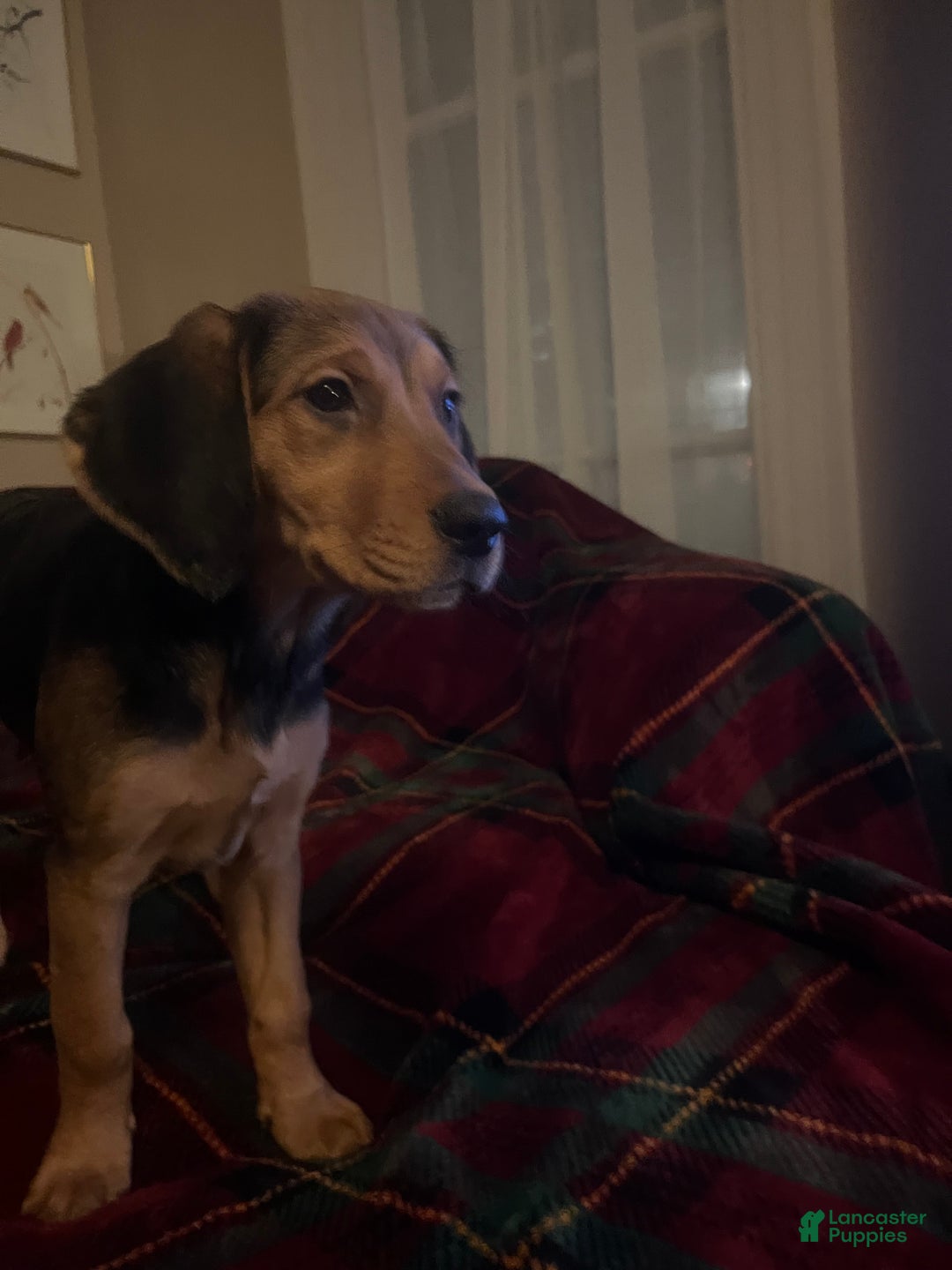 Mixed Breed dogs for sale: Holly  - Ad 7