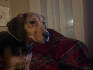 Mixed Breed dogs Holly - Ad 33