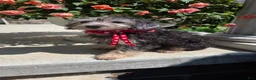 Yorkiepoo dogs for sale: Brandy - Ad 3