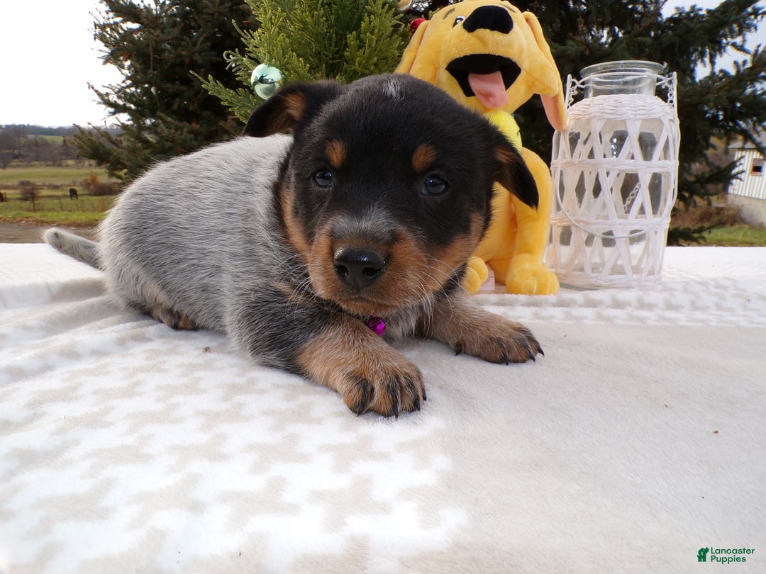 Australian Cattle Dog dogs for sale: Australian Cattle Dog Puppy 1 Sophie - Ad 3