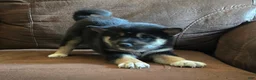 Shiba Inu dogs for sale: Shiba Inu 1 - Ad 1
