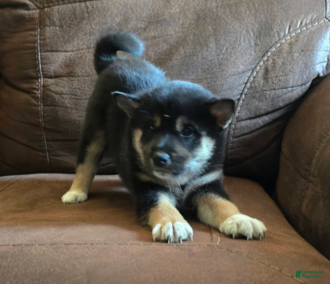 Shiba Inu dogs for sale: Shiba Inu 1 - Ad 1