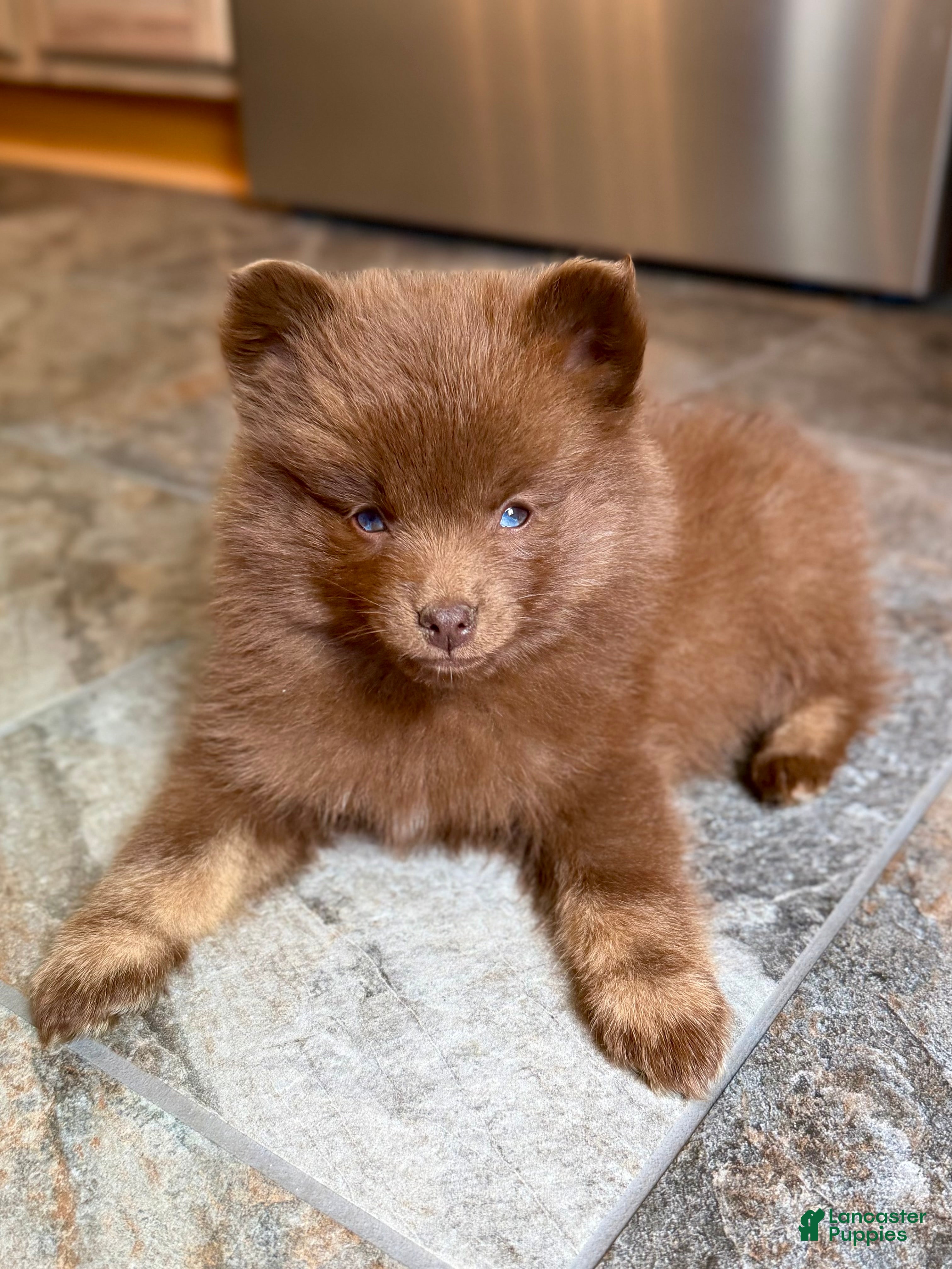 Pomsky dogs Spring - Ad 2