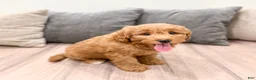 Mini Goldendoodle dogs for sale: Bella - Ad 3