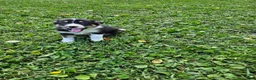 Border Collie dogs for sale: Buddy - Ad 3
