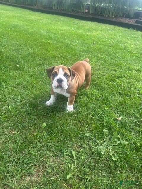English Bulldog dogs Becca - Ad 1