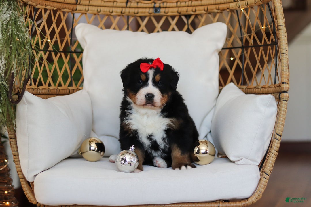 Bernese Mountain Dog dogs for sale: Princess Star - Ad 22