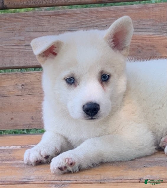 Alaskan Husky dogs Samson - Ad 1